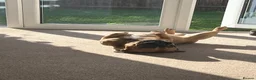 French Bulldog dogs for sale: Male frenchie  - Advert 7