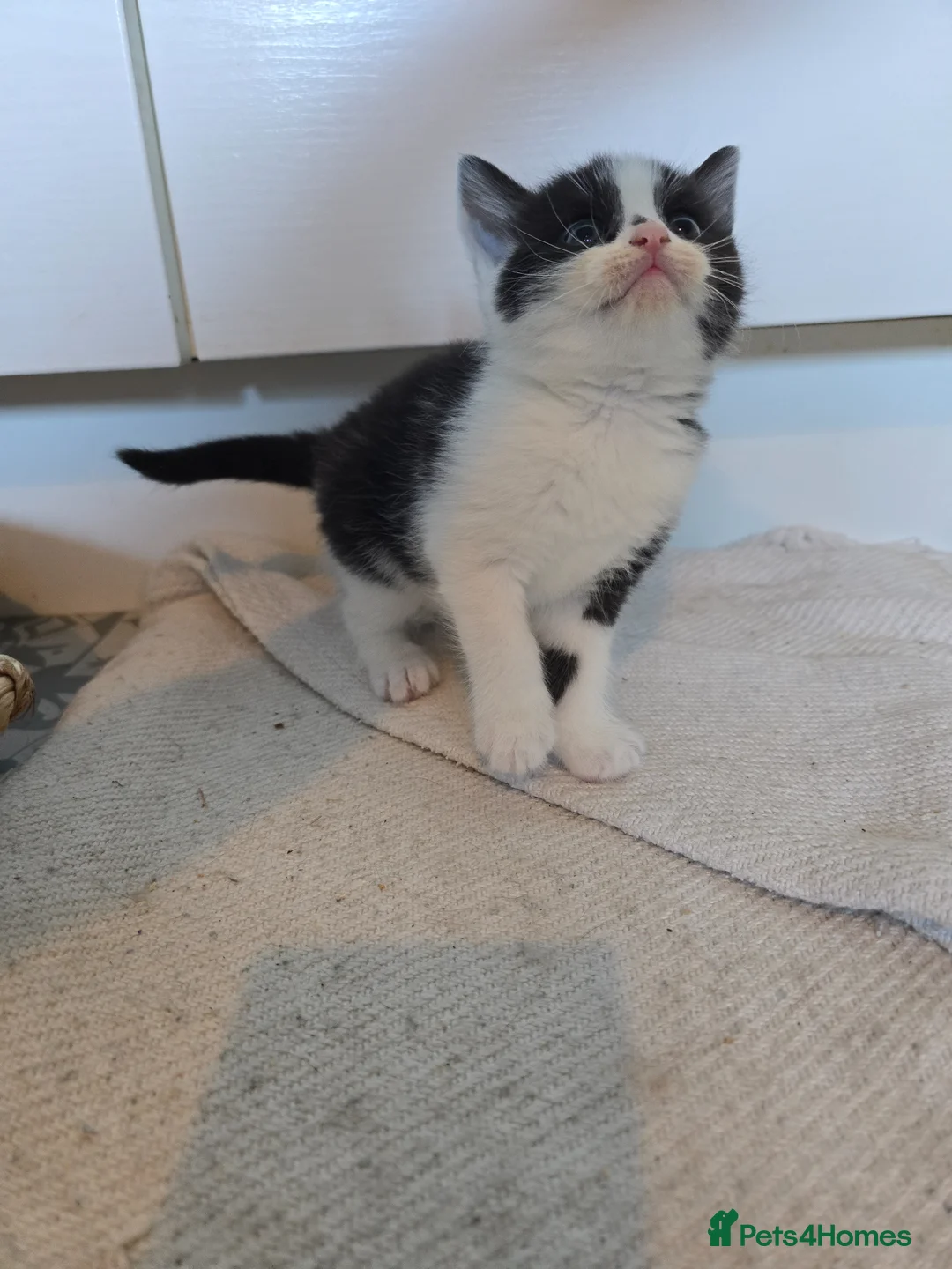 Scottish Fold cats for sale: Beautiful Scottosh Fold Kittens - Advert 2