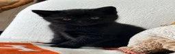 British Shorthair cats for sale: Beautiful British Shorthair kittens - London based - Advert 19