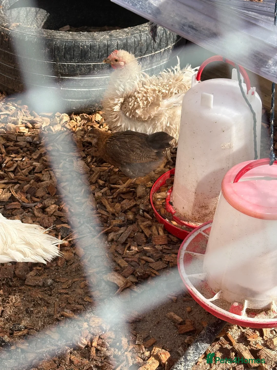Chickens poultry for sale: Chicken set up, hens and coop/house  - Advert 7