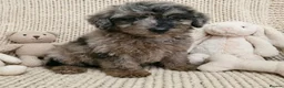 Mixed Breed dogs for sale: Foodle Puppies  in Todmorden - Advert 6