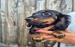 Miniature Dachshund dogs for sale: Long haired miniature dachshunds  - Image 6