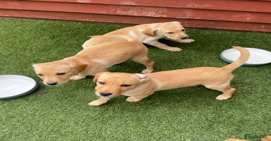 Labrador Retriever dogs - Advert 1