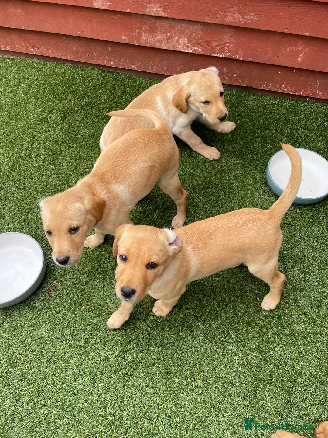 Labrador Retriever dogs for sale: Golden and fox red lab puppies ready to leave now - Image 2