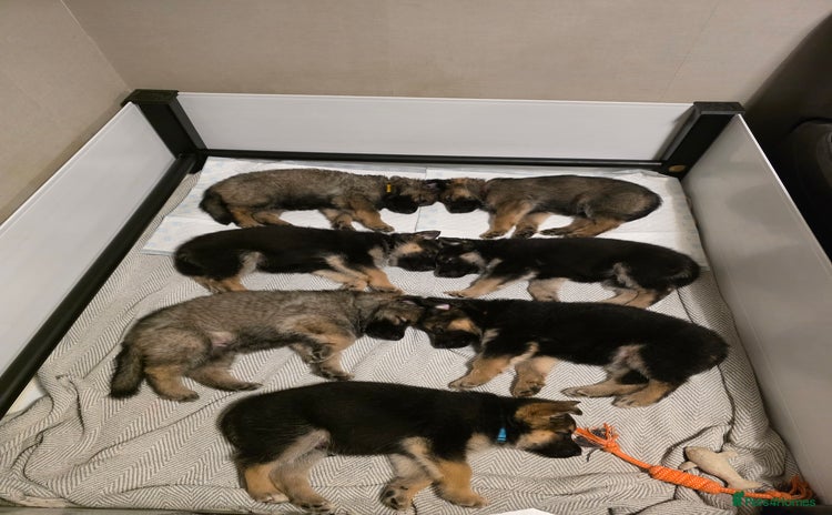 German Shepherd dogs - Advert 1