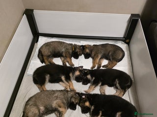 German Shepherd dogs - Advert 12