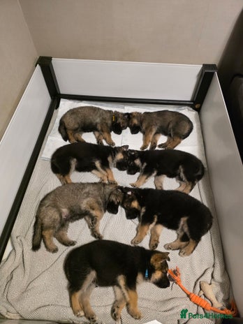 German Shepherd dogs - Advert 1