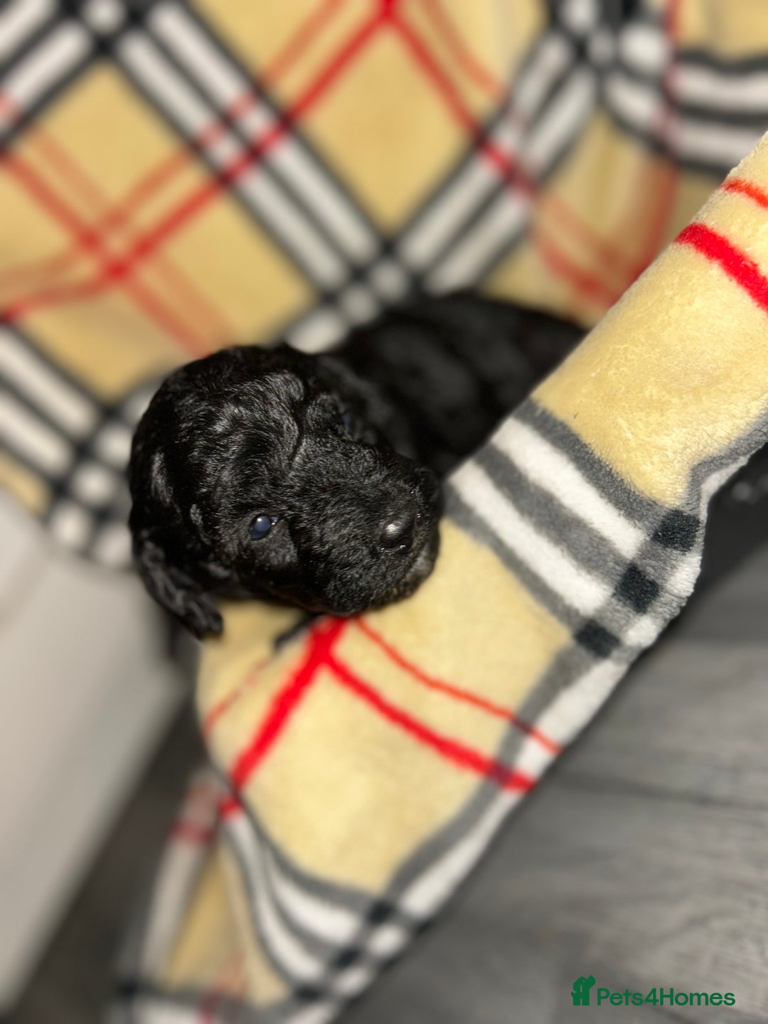 Mixed Breed dogs for sale: Fb1 bedipoo merl  - Image 2