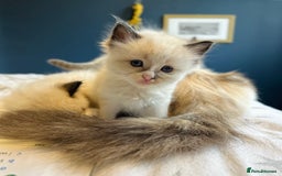 Ragdoll cats for sale: Stunning Rainbow of Ragdoll Kittens - Image 8