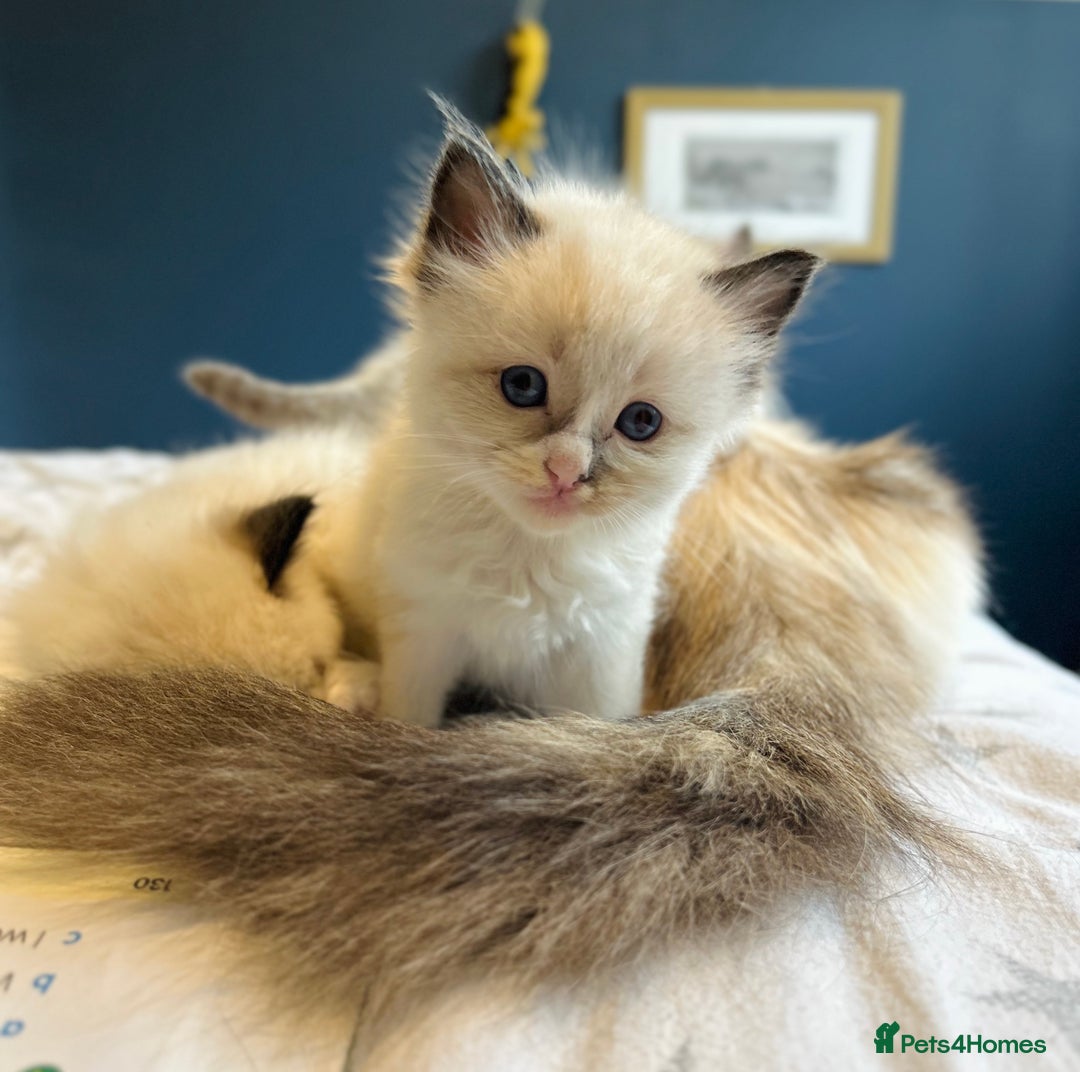 Ragdoll cats for sale: Stunning Rainbow of Ragdoll Kittens - Image 8