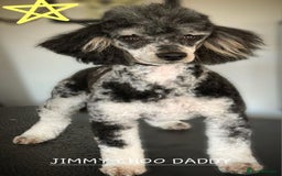American Cocker Spaniel dogs for sale: SIX SNUGGLE MUFFINS AMERICAN COCKER, TOY POODLE - Image 8