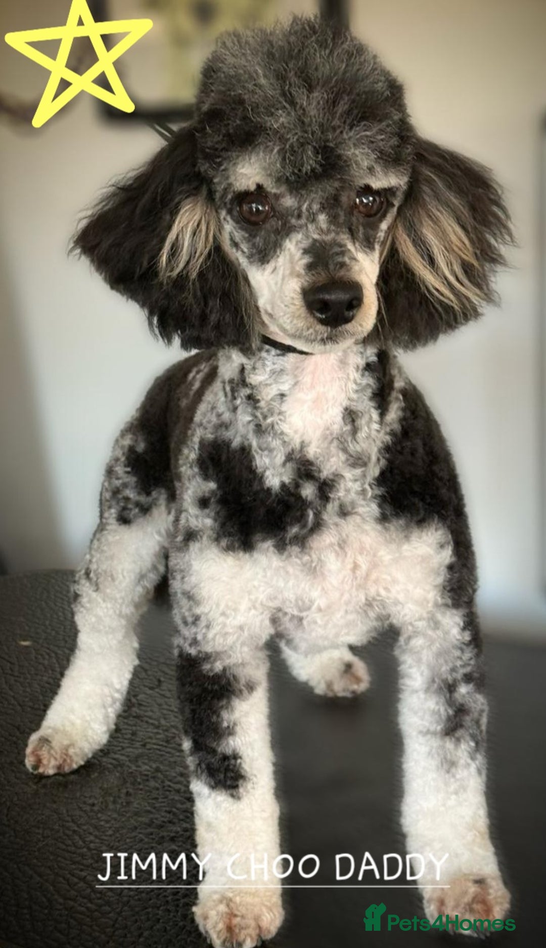 American Cocker Spaniel dogs for sale: SIX SNUGGLE MUFFINS AMERICAN COCKER, TOY POODLE - Image 8