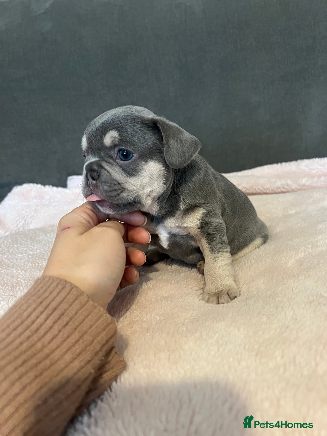 French Bulldog dogs for sale: 💙 French bulldog pups kc reg lilac and tan   - Image 2