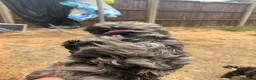 Cockapoo dogs for sale: Stunning cockapoos - Advert 30