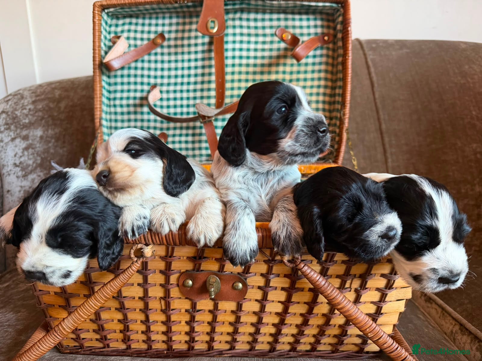 Cocker Spaniel dogs LAST TWO BOYS* Kc showtype cocker spaniel puppies - Advert 16