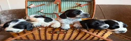 Cocker Spaniel dogs for sale: Kc registered showtype cocker spaniel puppies - Advert 35