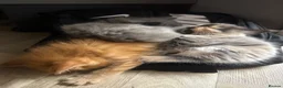 Maine Coon cats for sale: Russian blood line Maine coon litter  - Advert 11