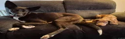 Mixed Breed dogs for adoption: Buddy - Advert 8
