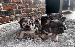 French Bulldog dogs for sale: REDUCED!!!!!! 5* French Bulldogs for sale - Image 1