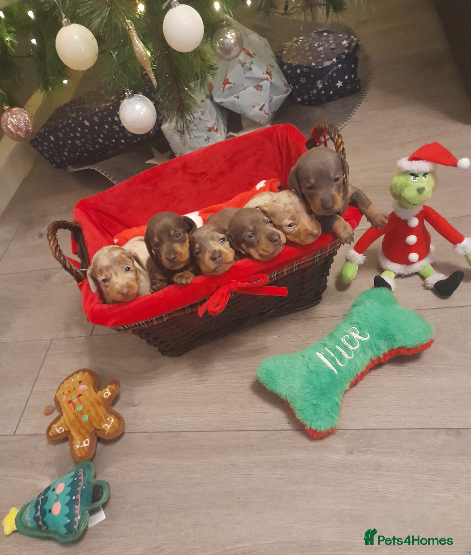 Miniature Dachshund dogs *REDUCED* 1 GIRL LEFT  - Advert 3