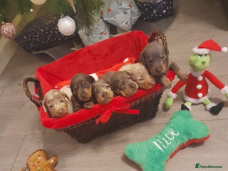 Miniature Dachshund dogs 4 girls and 1 boy available - Advert 18