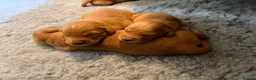 Golden Retriever dogs for sale: Happy healthy puppies - Advert 9