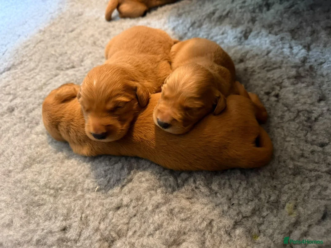 Golden Retriever dogs for sale: Happy healthy puppies - Advert 9