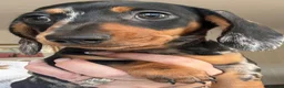 Miniature Dachshund dogs for sale: Minature Dachshund Pups - Advert 23