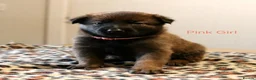 Mixed Breed dogs for sale: Belgian Malinois X German Shepherd  - Advert 16