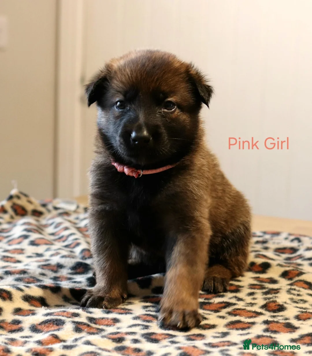 Mixed Breed dogs for sale: Belgian Malinois X German Shepherd  - Advert 16
