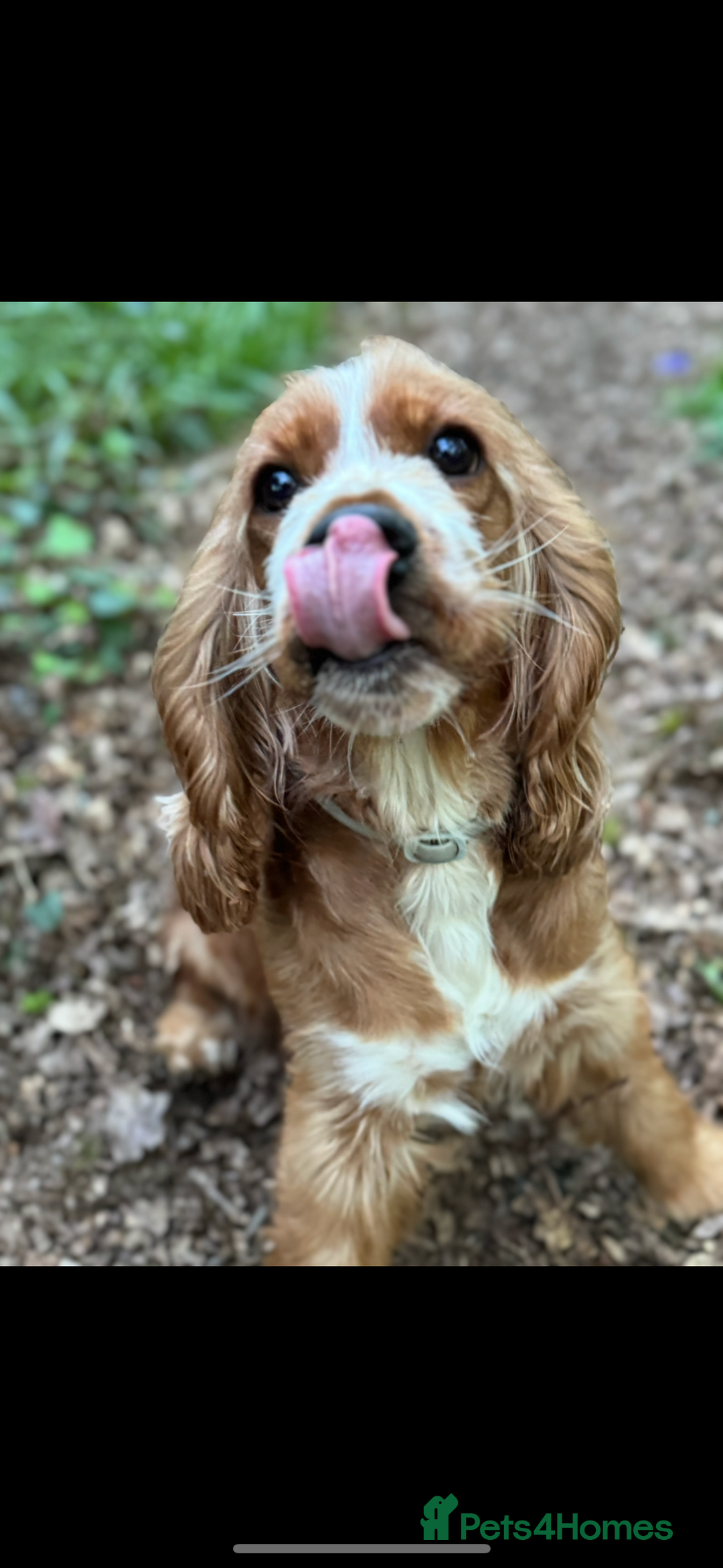 Cocker Spaniel dogs for sale: Beautiful show cocker spaniel  - Image 7