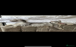 Maine Coon cats for sale: 3/4 Maine coon x kittens - Image 12