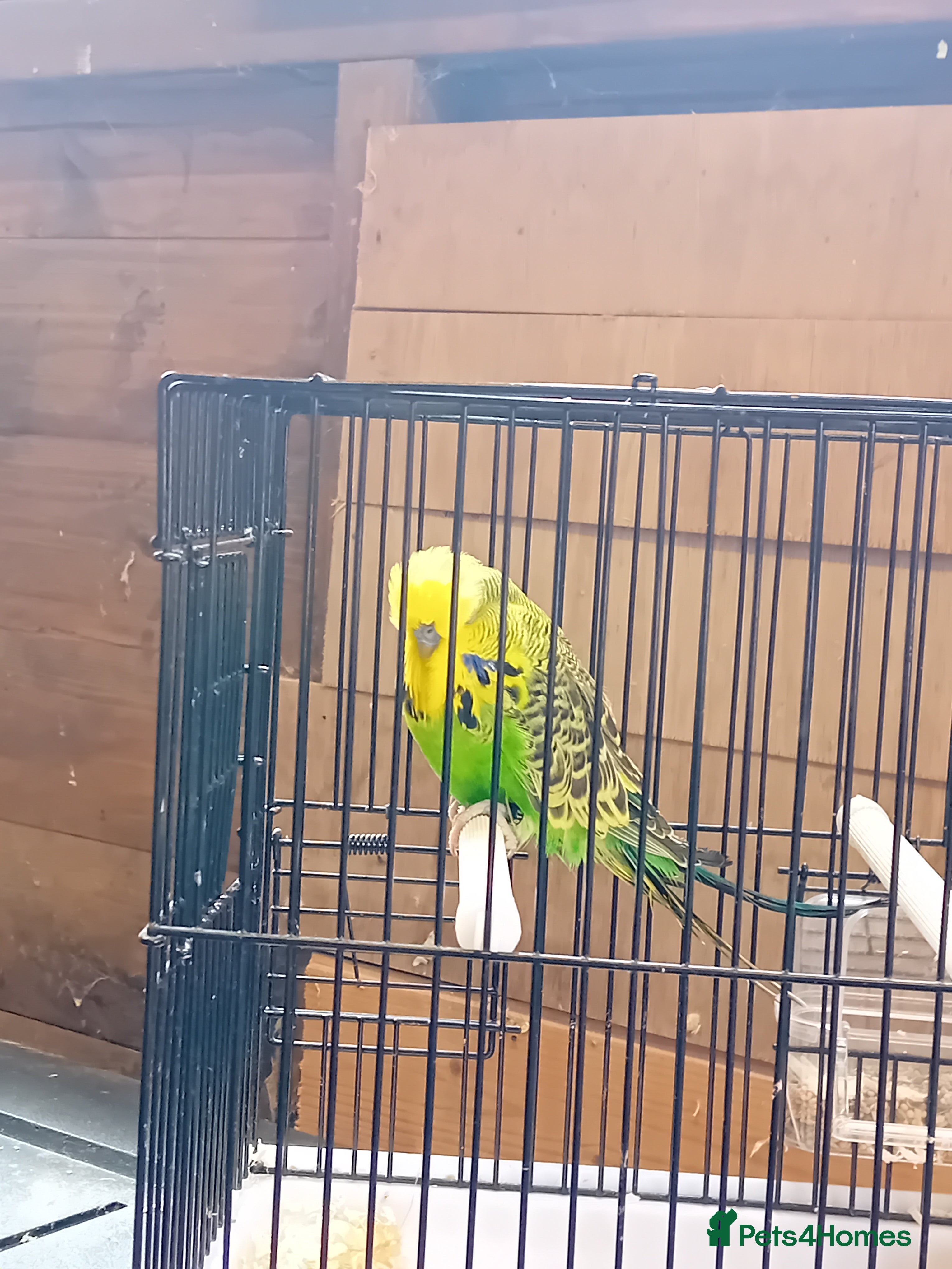 Budgerigars birds  budgies  - Advert 1