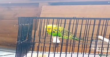 Budgerigars birds - Advert 3