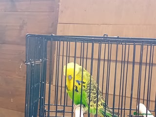 Budgerigars birds budgies - Advert 1