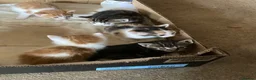 Mixed Breed cats for sale: Playful kittens for sale - Advert 3