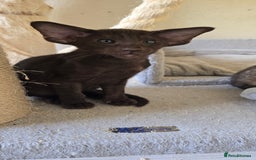 Oriental cats for sale: Oriental kittens  - Image 8