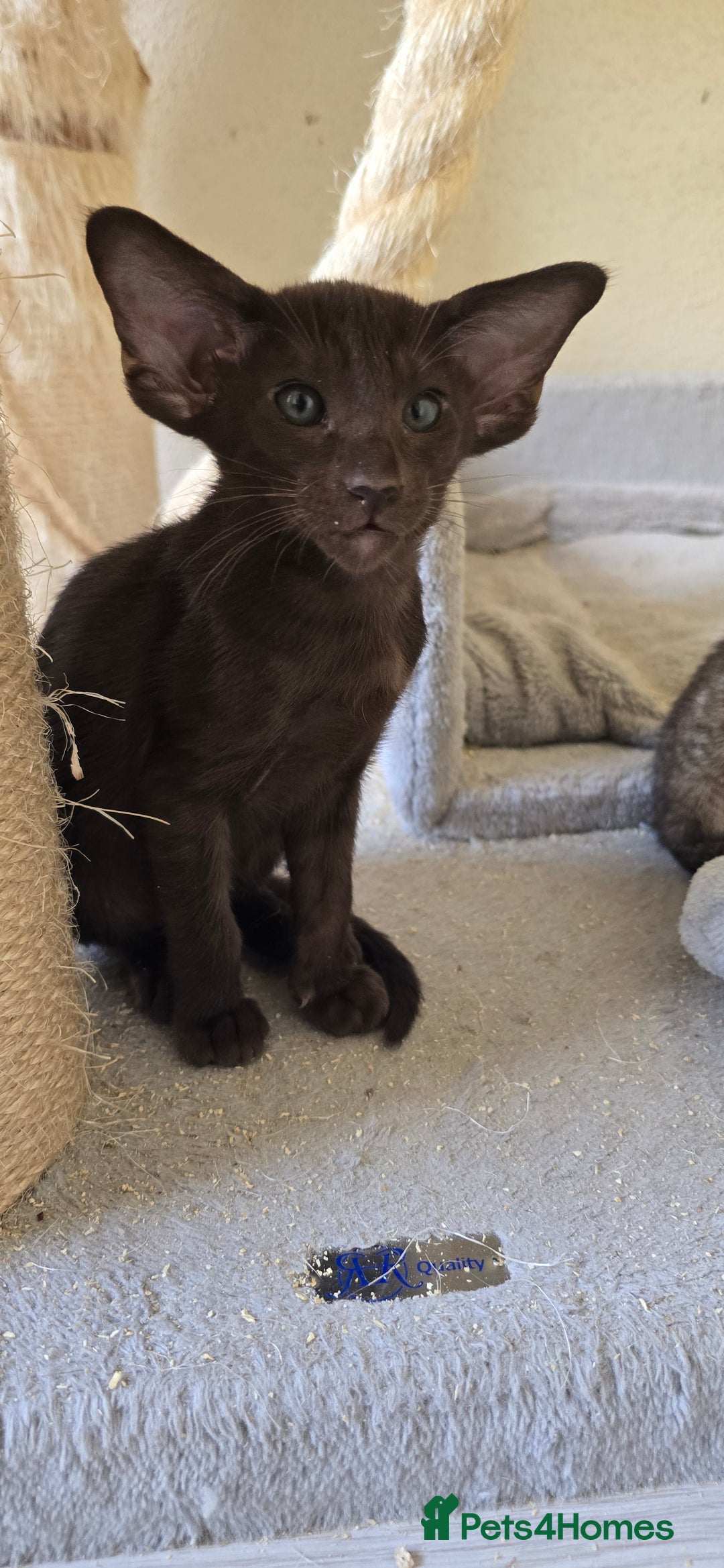 Oriental cats for sale: Oriental kittens  - Image 8