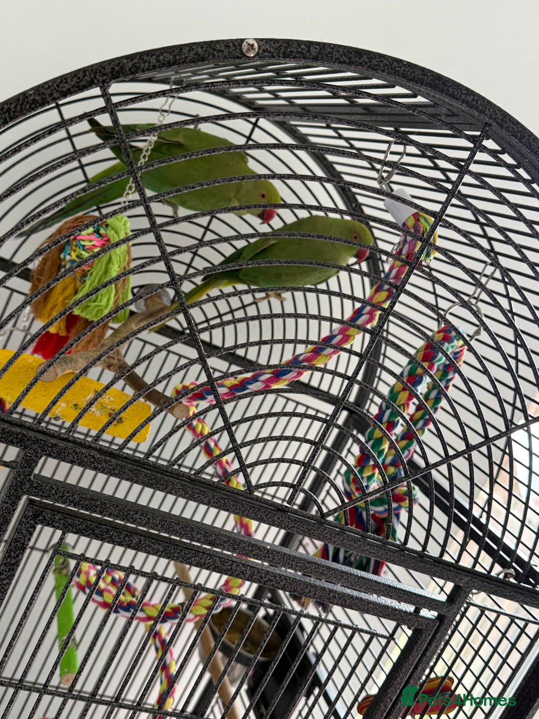 Ringnecks birds for sale: Pair of Indian ringnecks - Image 4