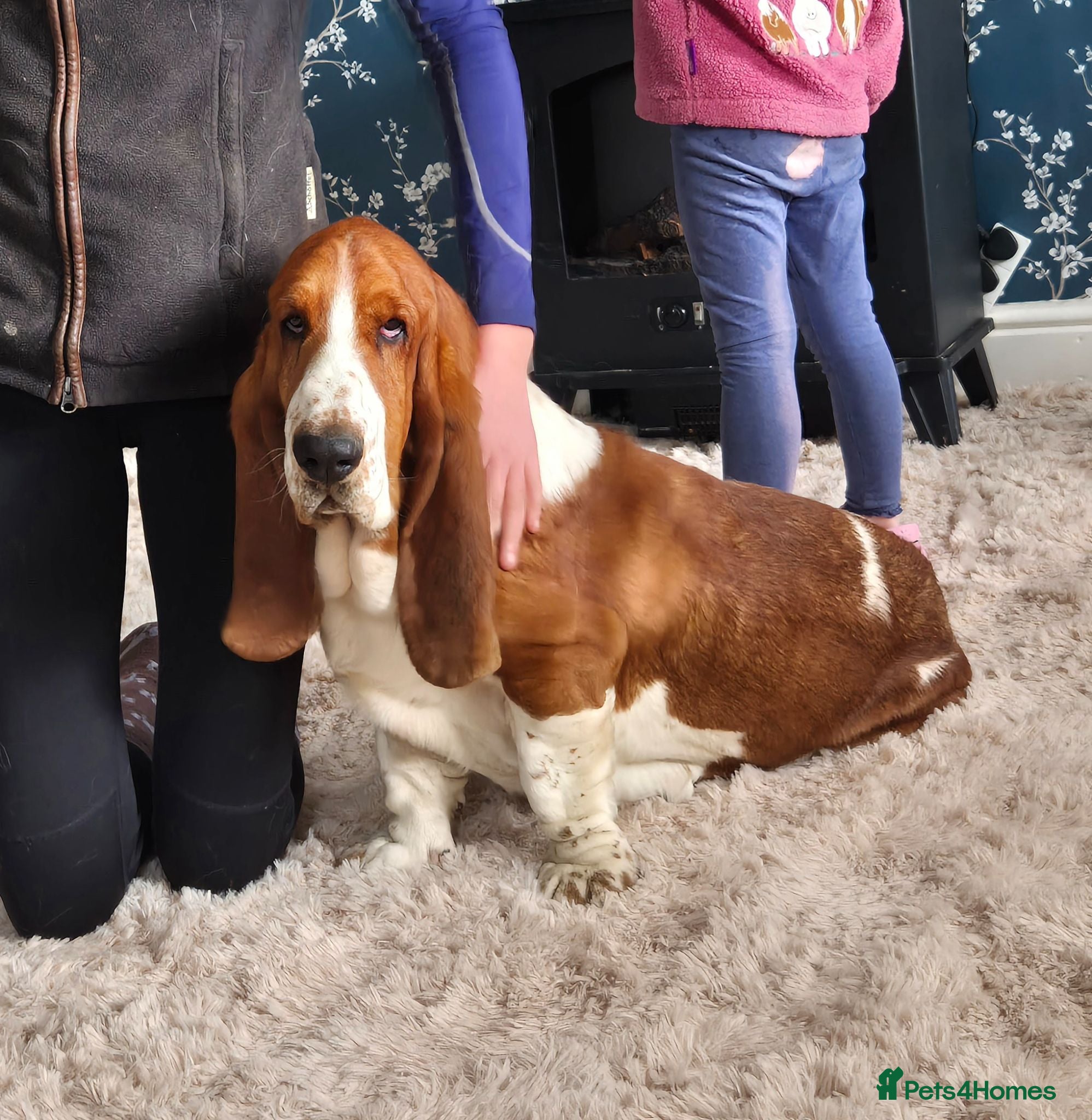 Basset Hound dogs KC BASSET HOUND PUPPIES FROM HEALTH TESTED PARENTS - Advert 1