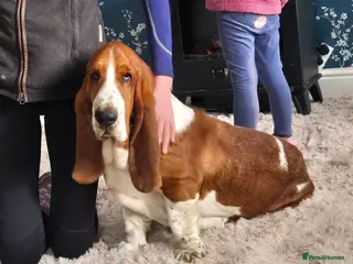 Basset Hound dogs KC BASSET HOUND PUPPIES FROM HEALTH TESTED PARENTS - Advert 1