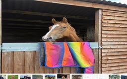 Irish Thoroughbred horses for sale: 16hh Chestnut Mare 4yrs old - Image 2