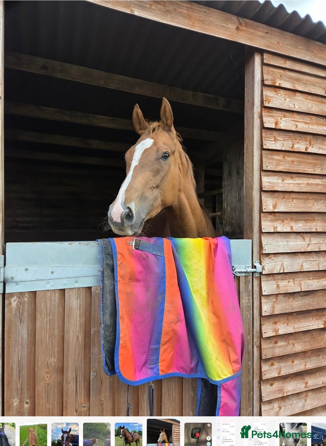 Irish Thoroughbred horses for sale: 16hh Chestnut Mare 4yrs old - Image 2