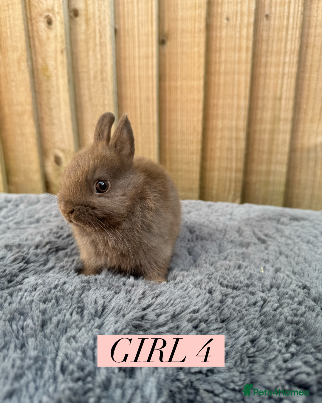 Netherland Dwarf rabbits for sale: Stunning litter of pure Netherland dwarfs  - Image 6
