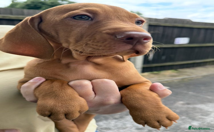 Hungarian Vizsla dogs - Advert 5