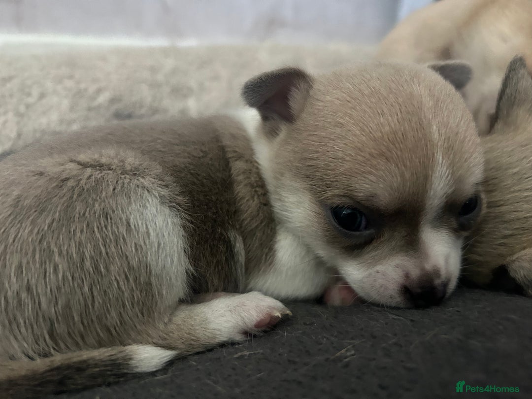 Chihuahua dogs for sale: smooth coat chihuahuas. Only the little boy left  - Advert 28