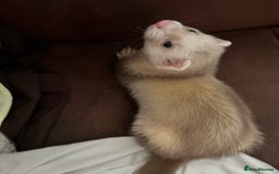 Ferret rodents for sale: 4 month old ferret  - Image 3