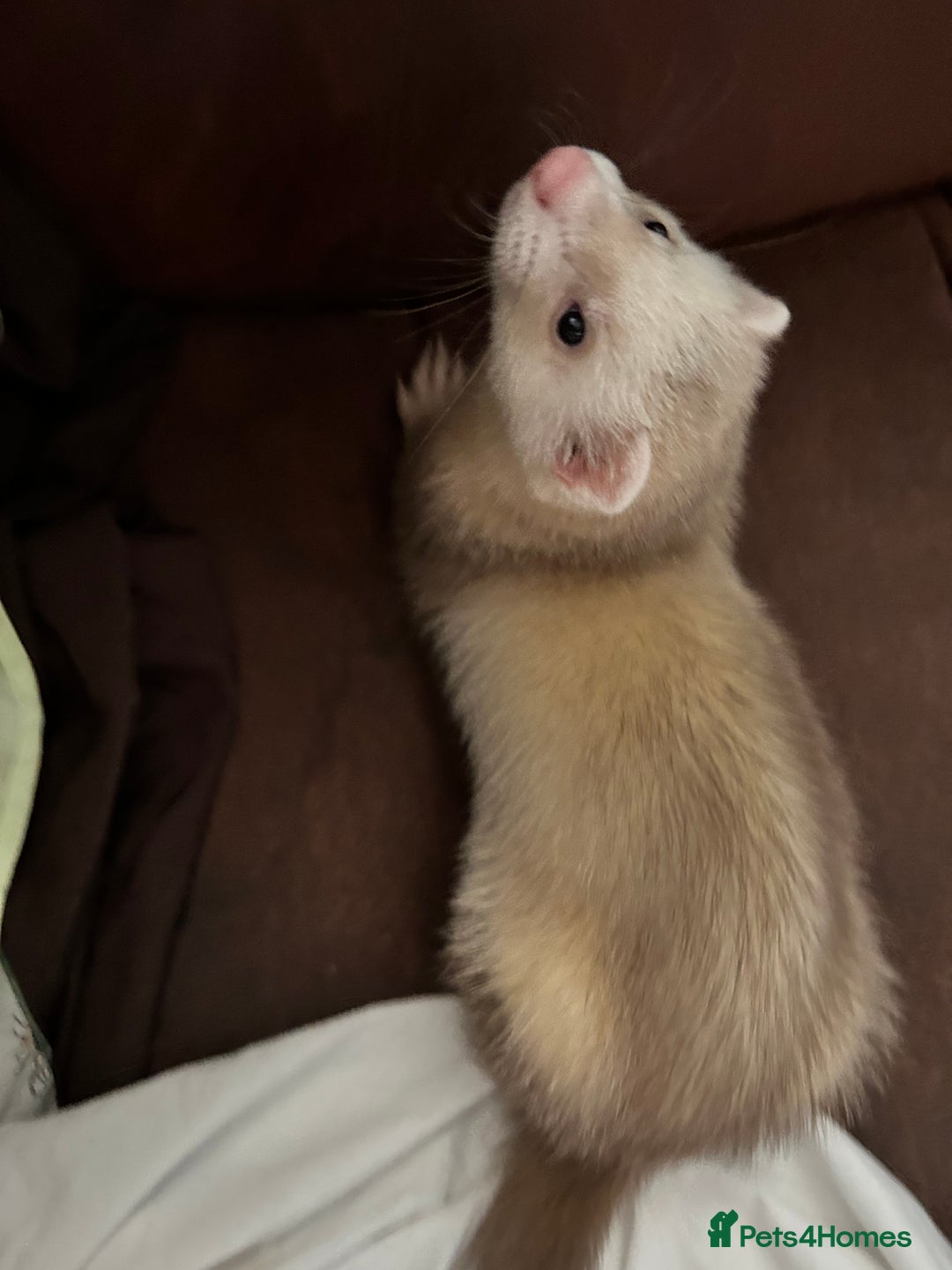 Ferret rodents for sale: 4 month old ferret  - Image 3