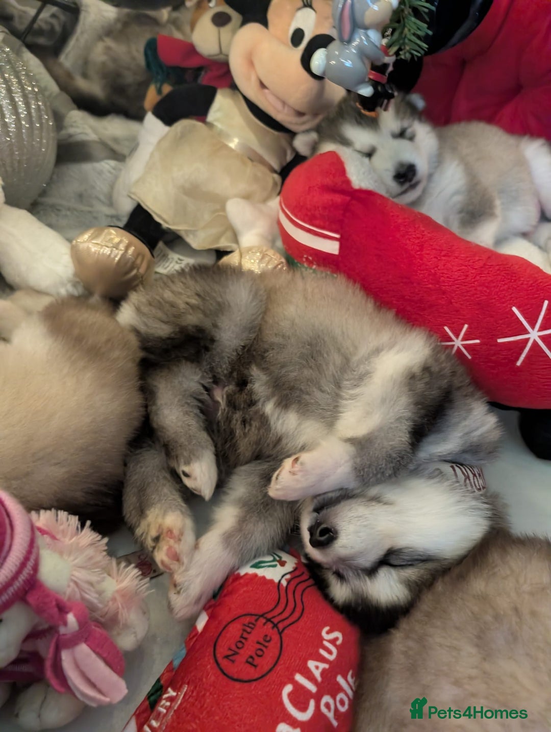 Alaskan Malamute dogs for sale: 2 left KC Alaskan malamute puppies champion lines - Advert 24