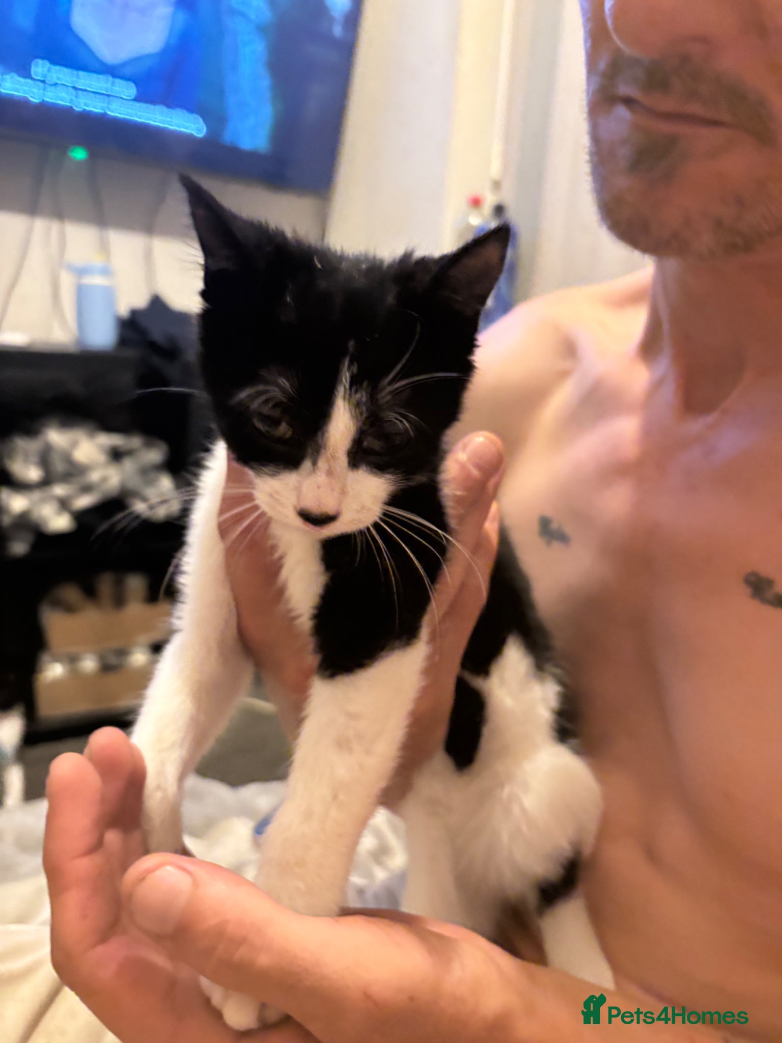 Mixed Breed cats for sale: Black and white kitten £30  - Advert 4